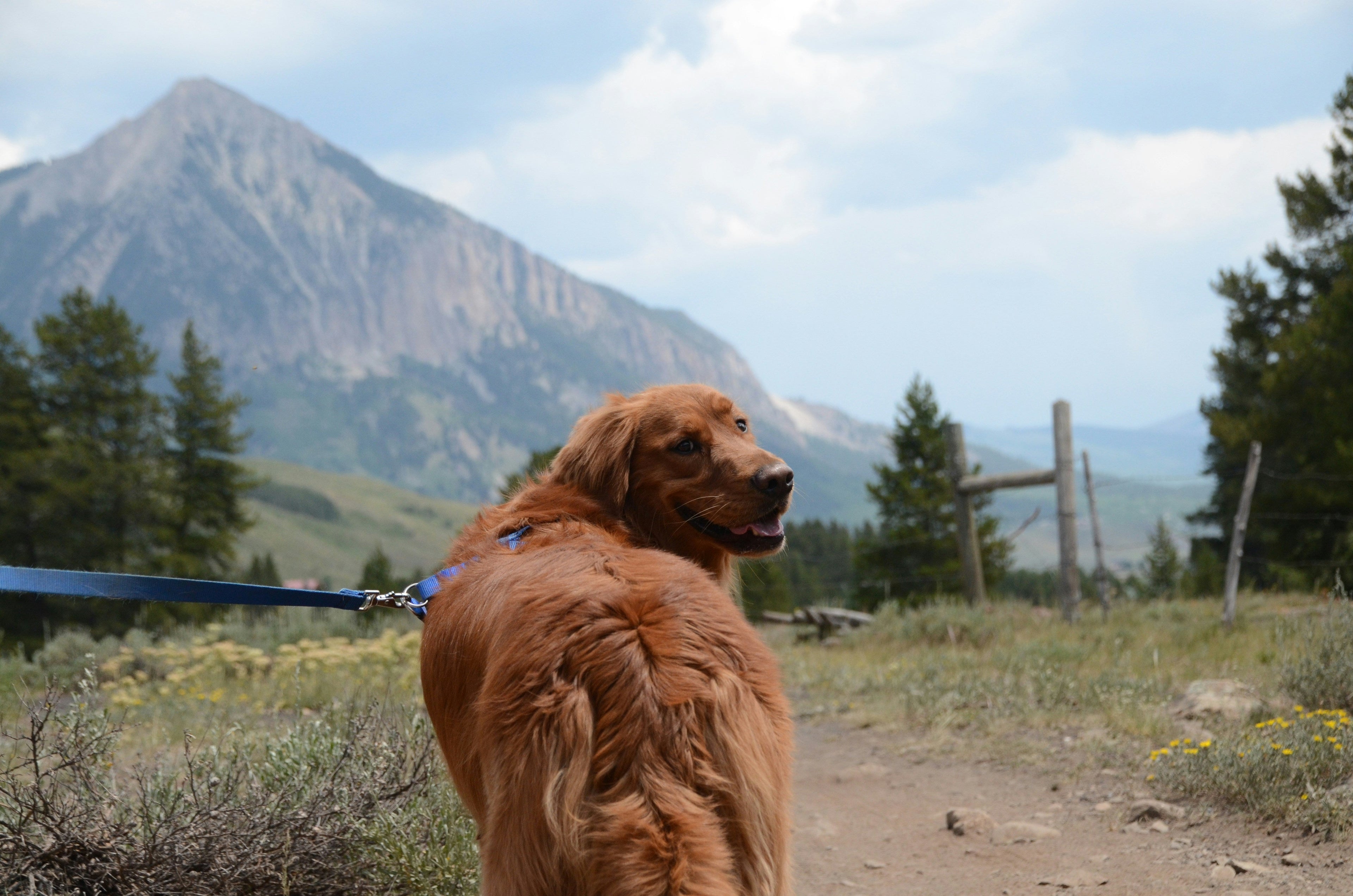 How to Keep Your Dog Hydrated in Summer (And What to Pack on Every Walk)