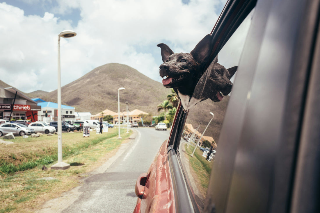 The Best Dog Accessories for Travel (What Every Pet Parent Needs)