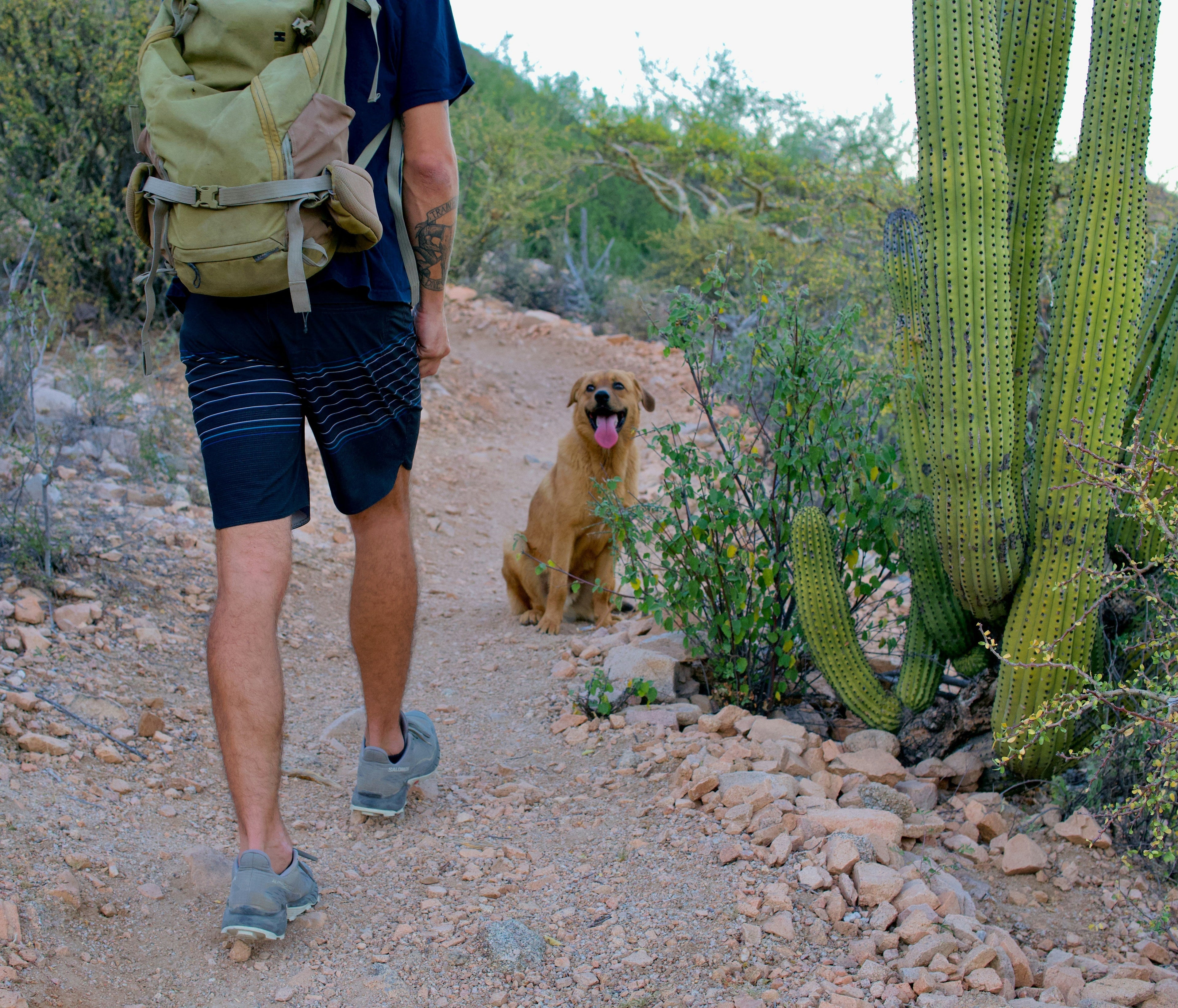 What to Pack for a Hike with Your Dog (The Complete Checklist)